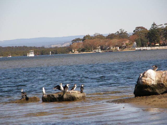 River Mouth Birds